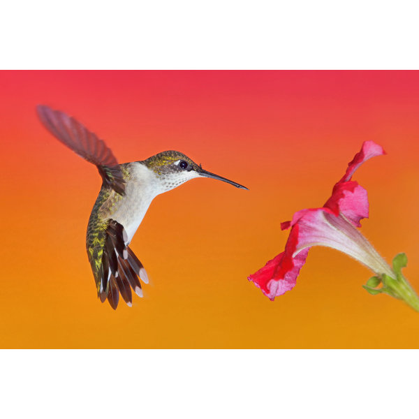 Bay Isle Home The Flower Dance I by on Wayfair.co.uk